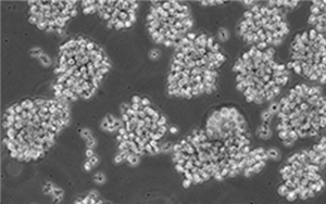 THP-1(x)TNFR1TNFR2pó