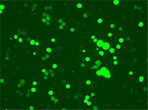 GFP(bio)ӛԭѪ(x)Cas9(wn)_(d)(x)ϵ