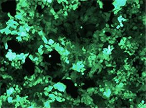 GFP(bio)ӛ˽Y(ji)c(x)