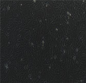 ͸ϸϸ89C-A1 ATCCϸ