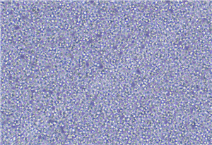 ΰϸYY8103 ATCCϸ