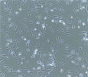 ϸSK-RC-42 ATCCϸ