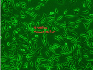 Ї(gu)}(cng)ѳ(x)CTLA4LG-24 ATCC(x)
