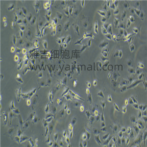 ϵĤ(x)UM-Chor1 ATCC(x)