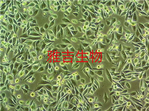 Adenovirus5D(zhun)I(x)2V6.11 ATCC(x)