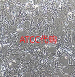 СƤ½Y(ji)MLWRN ATCC