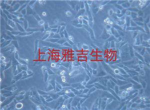 ܰĸ(x)(x)HLCL9B10 ATCC(x)